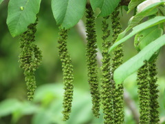 Juglans ailantifolia