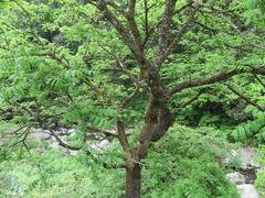 Juglans ailantifolia
