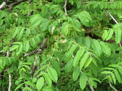 Juglans ailantifolia