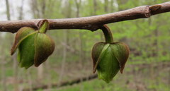 Asimina triloba