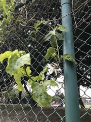 Passiflora