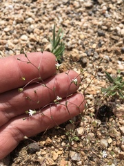 Nemacladus sigmoideus