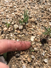 Nemacladus sigmoideus