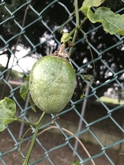 Passiflora