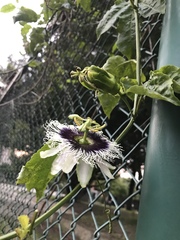 Passiflora