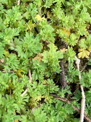 Alchemilla arvensis