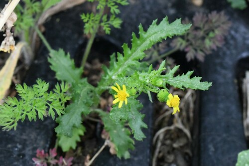 Image of Senecio eboracensis by (c) Kian Hayles-Cotton, some rights reserved (CC BY)