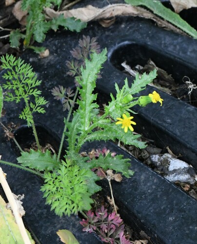 Image of Senecio eboracensis by (c) Kian Hayles-Cotton, some rights reserved (CC BY)