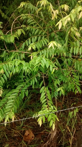 Image of Colombian Mahogany (Cariniana pyriformis) by no rights reserved