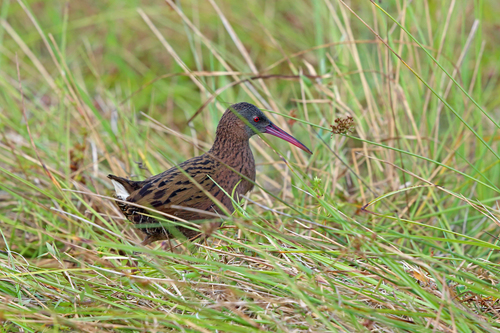 Rallus madagascariensis