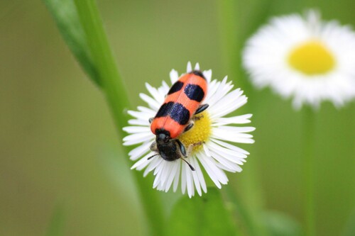Trichodes sinae