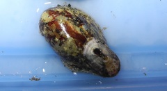 Macroschisma sinense