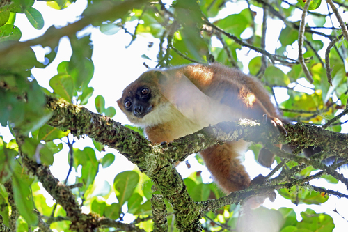 Eulemur rubriventer