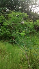 Enterolobium cyclocarpum