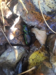 Megadromus antarcticus