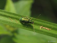Pseudotheopea smaragdina