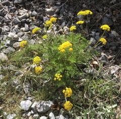 Lomatium grayi