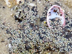 Calidris canutus rufa