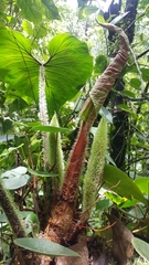Philodendron verrucosum
