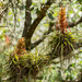 Tillandsia carlos-hankii - Photo (c) patrick vant, some rights reserved (CC BY-NC), uploaded by patrick vant