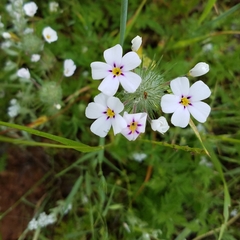 Leptosiphon montanus