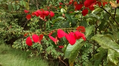 Warszewiczia coccinea