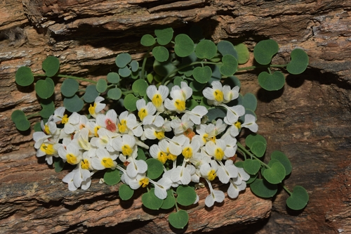 Sarcocapnos Crassifolia