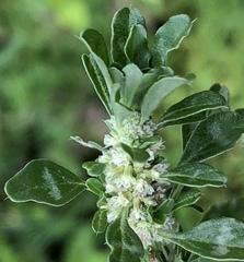 Amaranthus polygonoides