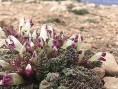 Pedicularis centranthera