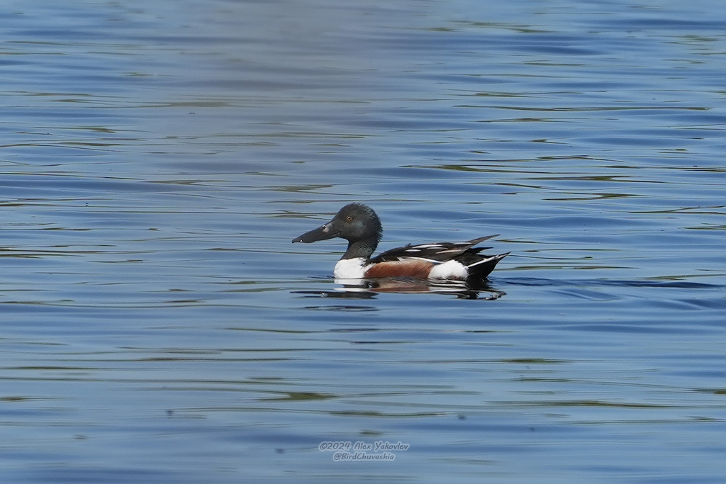 iNaturalist.org. А. Яковлев, г.Алатырь Чувашия, май 2024