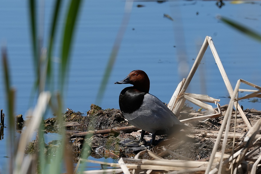 iNaturalist.org. А. Яковлев, г.Алатырь Чувашия, май 2024