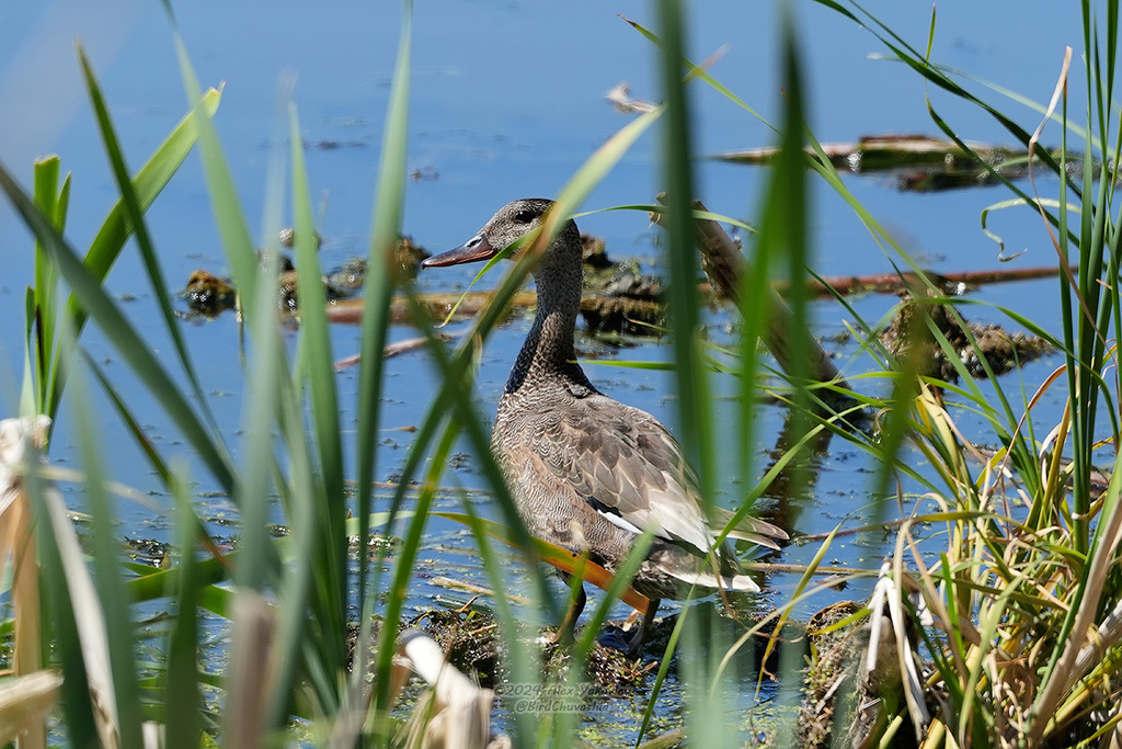 iNaturalist.org. А. Яковлев, г.Алатырь Чувашия, май 2024
