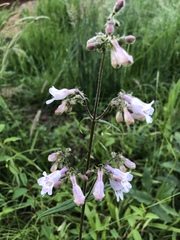 Penstemon canescens