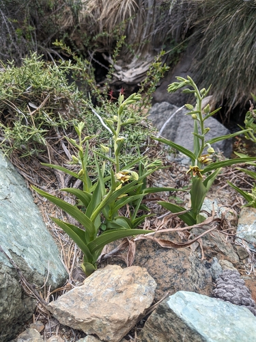 Image of Epipactis veratrifolia by (c) Marios Thoma, some rights reserved (CC BY)