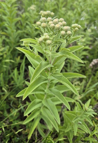 Pentanema germanicum