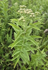 Pentanema germanicum