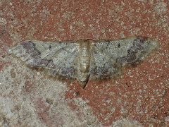 Idaea furciferata