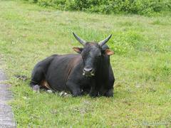 Bos