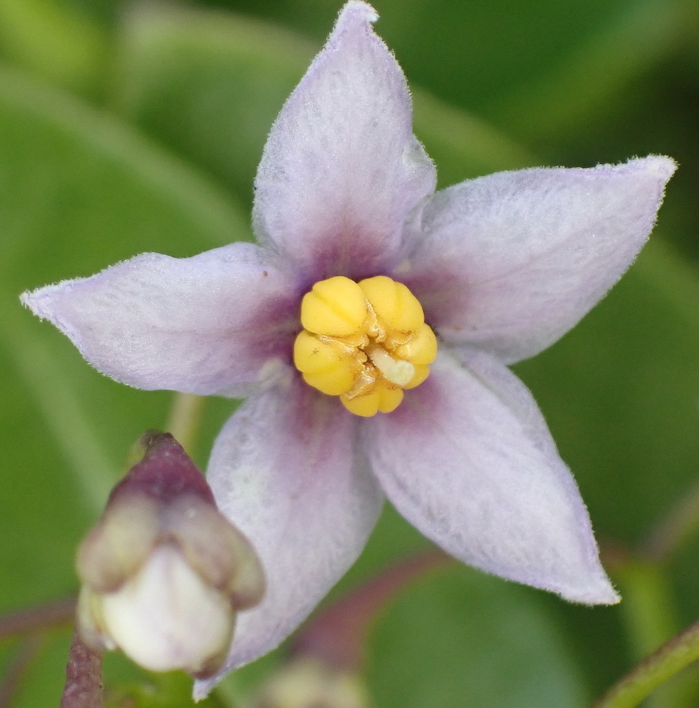 drunken berry from Buffalo Bay Trail, Buffels Bay, 6570, South Africa ...