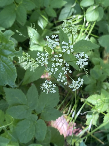 Goutweed