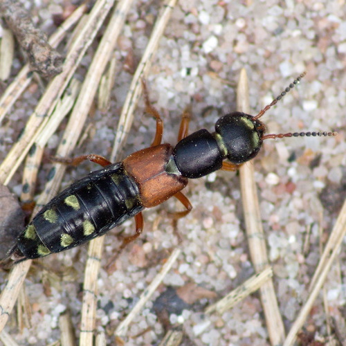 Staphylinus erythropterus