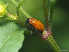 Coptocephala pallens