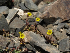 Erythranthe calcicola