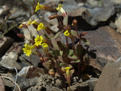 Erythranthe calcicola