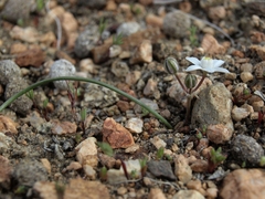Muilla coronata