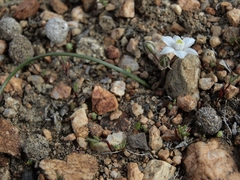 Muilla coronata