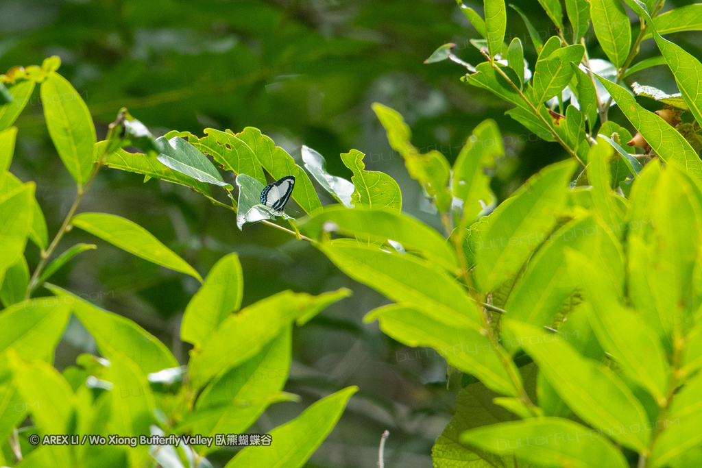 Small Green Banded Blue from Como QLD 4571, Australia on January 27 ...