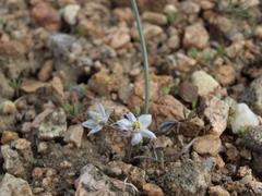 Muilla coronata