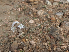 Muilla coronata