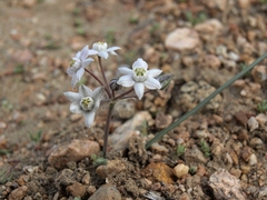 Muilla coronata